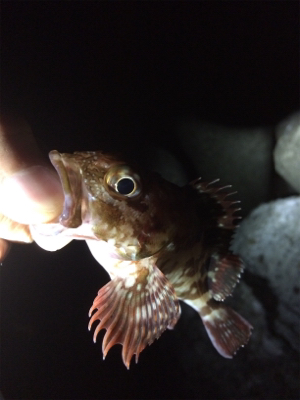 台風前ライト調査