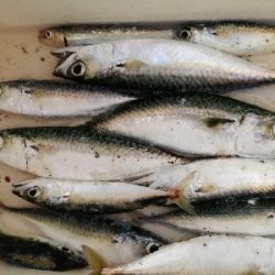 ジグサビキにて