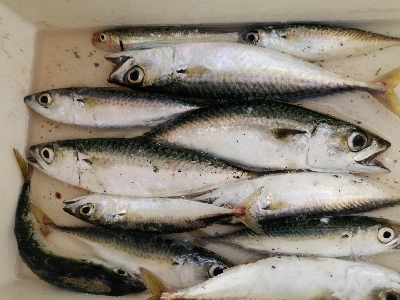 ジグサビキにて