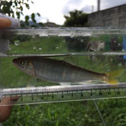 オイカワと遊ぶ