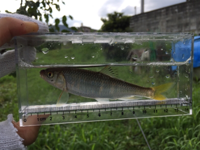 オイカワと遊ぶ