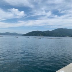 今シーズン初青物