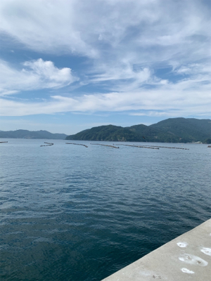 今シーズン初青物