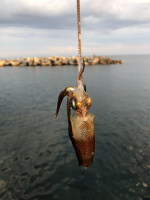 ロック、フラットフィッシュ狙い