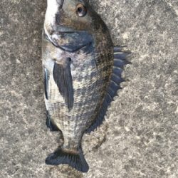 台風一過で海の生命反応が戻りました
