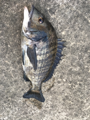 台風一過で海の生命反応が戻りました