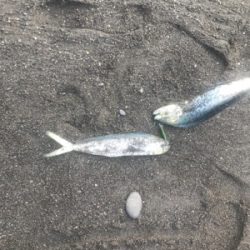 三保サーフジギング