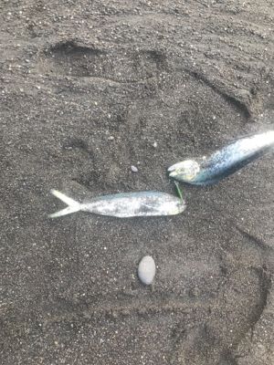 三保サーフジギング