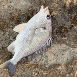 仕事終わりにチョイ釣り