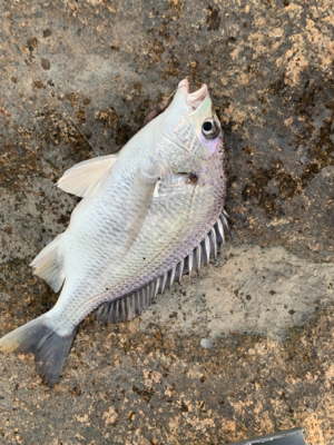 仕事終わりにチョイ釣り