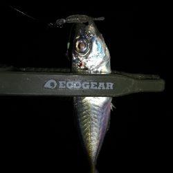 ナイトアジング