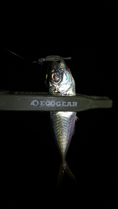 ナイトアジング