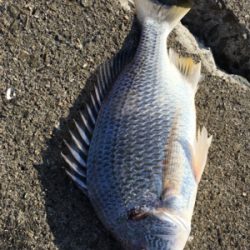 ルアーで5目達成