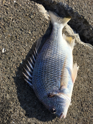 ルアーで5目達成