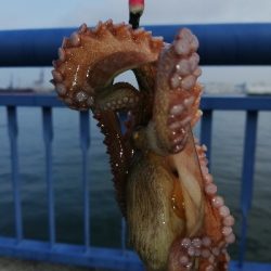 灼熱オクトパッシング。