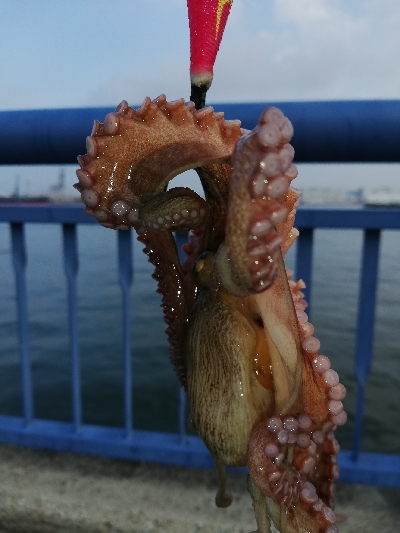 灼熱オクトパッシング。