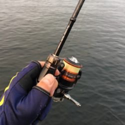 ハマチまであと少し