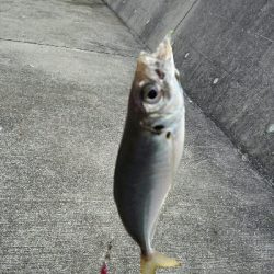 2019年8月18日釣行in船越漁港