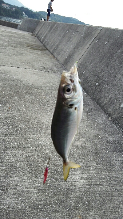 2019年8月18日釣行in船越漁港