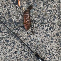 初めての鳥取釣り