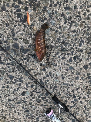 初めての鳥取釣り