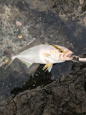 青物が釣りたくて