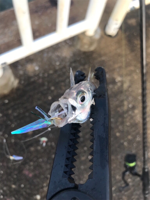 アジ、サバ、ツバス