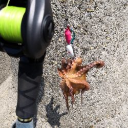 ショア蛸ラストスパート