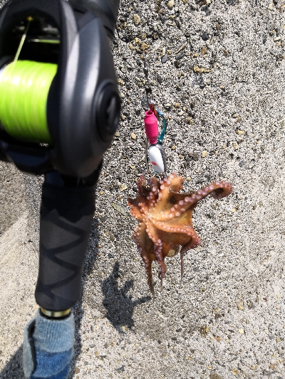 ショア蛸ラストスパート