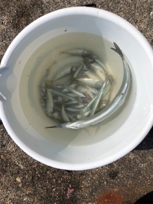 サビキで豆アジ