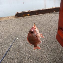 仕事帰りにちょっとアジングに……