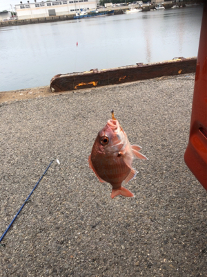 仕事帰りにちょっとアジングに……