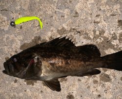 気温は暑いが釣果は涼しい