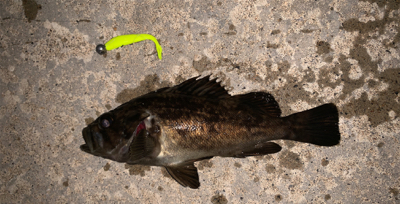 気温は暑いが釣果は涼しい