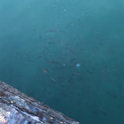 アオリイカ調査