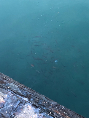 アオリイカ調査