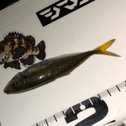 久しぶりアジング