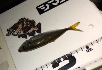 久しぶりアジング