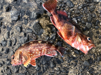 小物フィーバー…汗