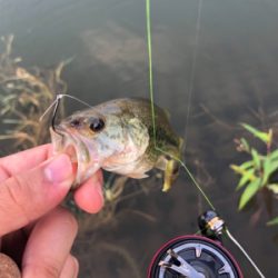 フッキングの仕方…