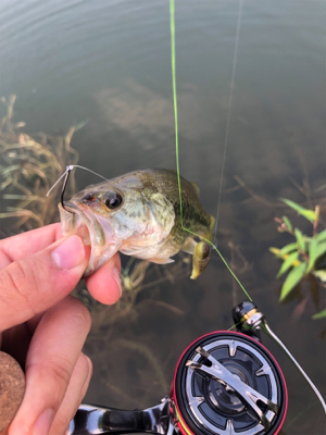 フッキングの仕方…