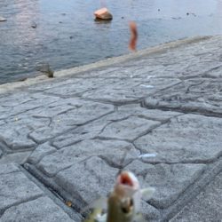 ウナギ、メッキ