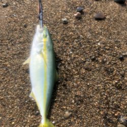 ショアジギング 道南津軽海峡