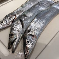 台風後の釣果は…