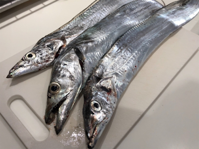 台風後の釣果は…