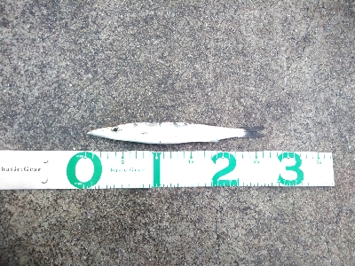 プリプリ夏太刀