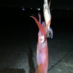 ケンサキイカ③