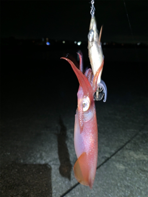 ケンサキイカ③