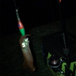 ケンサキ調査(^^)