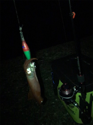 ケンサキ調査(^^)